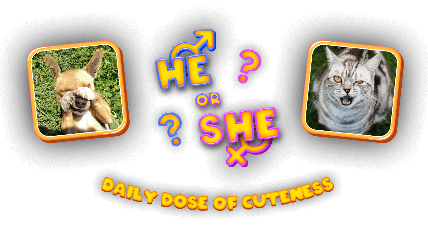 He or She Logo